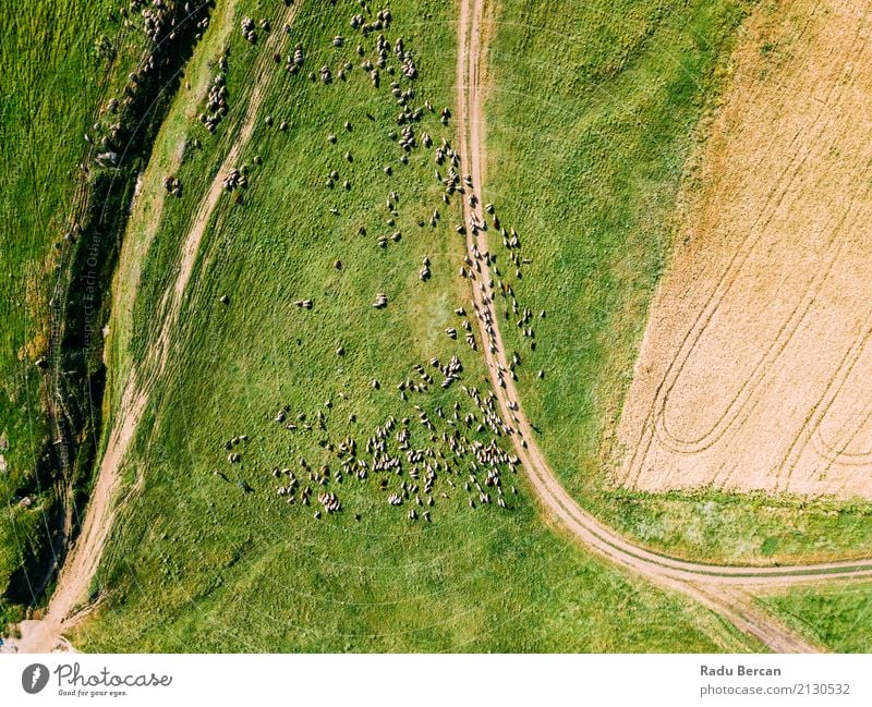 Luft-Brummen-Ansicht der Schaf-Herde, die auf Gras einzieht Umwelt Natur Landschaft Tier Sommer Nutzpflanze Wiese Feld Hügel Flugzeugausblick Nutztier