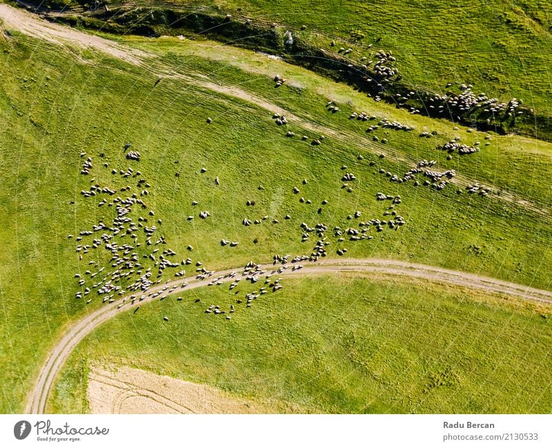 Luft-Brummen-Ansicht der Schaf-Herde, die auf Gras einzieht Umwelt Natur Landschaft Tier Sommer Wiese Feld Hügel Flugzeugausblick Nutztier Tiergruppe Schwarm