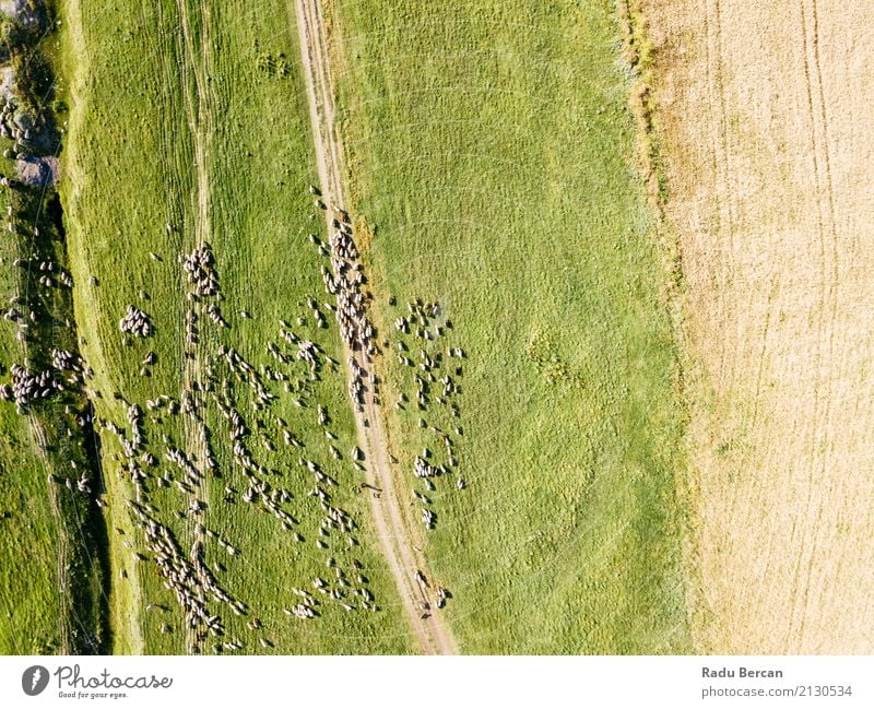 Luft-Brummen-Ansicht der Schaf-Herde, die auf Gras einzieht Umwelt Natur Landschaft Tier Sommer Schönes Wetter Wiese Feld Hügel Flugzeugausblick Nutztier