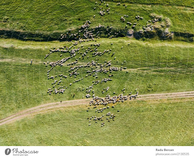 Luft-Brummen-Ansicht der Schaf-Herde, die auf Gras einzieht Umwelt Natur Landschaft Tier Sommer Wiese Feld Hügel Flugzeugausblick Nutztier Tiergruppe Fressen