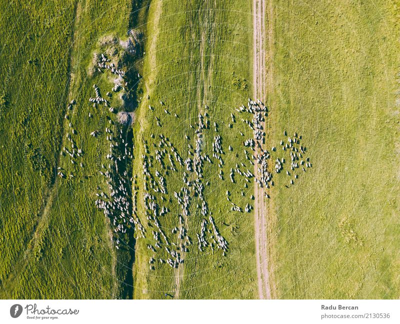 Luft-Brummen-Ansicht der Schaf-Herde, die auf Gras einzieht Umwelt Natur Landschaft Tier Erde Sommer Wiese Feld Hügel Flugzeugausblick Nutztier Tiergruppe