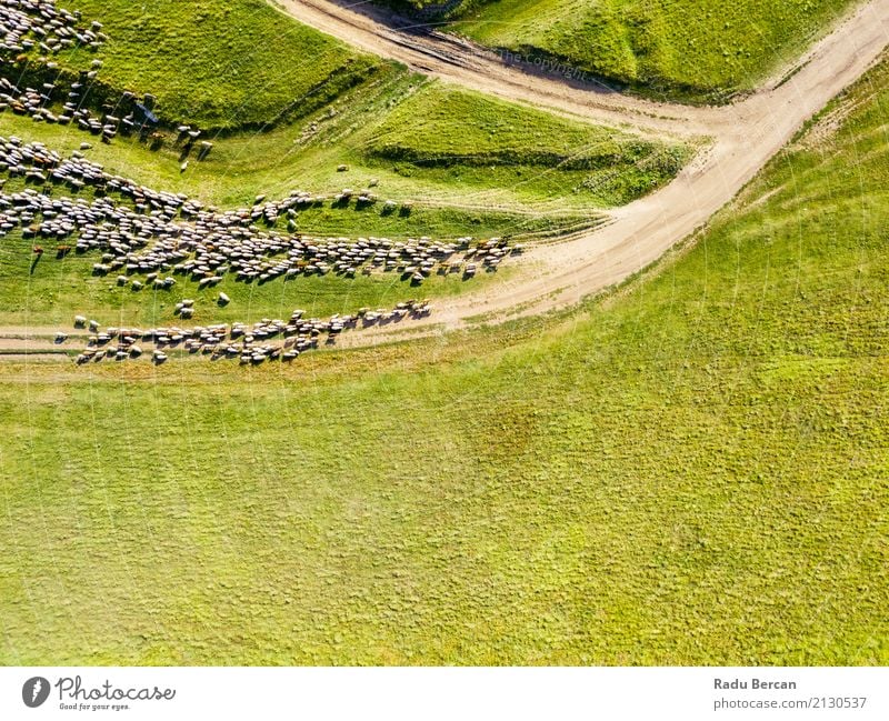 Luft-Brummen-Ansicht der Schaf-Herde, die auf Gras einzieht Umwelt Natur Landschaft Tier Erde Sommer Schönes Wetter Wiese Feld Hügel Flugzeugausblick Nutztier