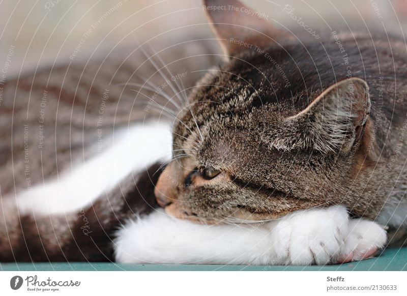 ein ruhiger Nachmittag und die schlafende Katze Hauskatze Katzenbild Ohren auf Katzenpfote weiße Pfoten Katzenkopf Katzenohr Erholung Nickerchen Vertrauen