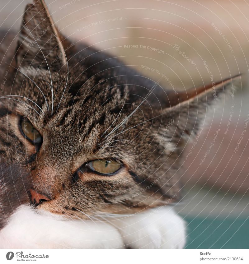 just watching Katze Hauskatze Katzenbild Katzenblick Katzenauge Ohren auf beobachten Vertrauen Geborgenheit Gelassenheit Ruhe Frieden Pause Entspannung