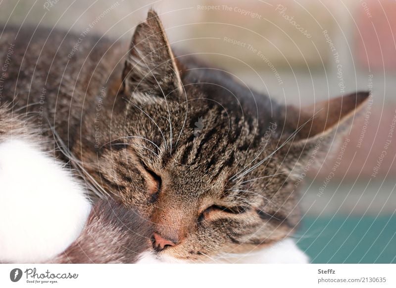 Entspannung Katze Hauskatze Mieze Katzenfoto Katzenbild schlafende Katze Ruhe gewöhnliche Katze Gelassenheit Schlafpause Frieden Vertrauen Ohren auf