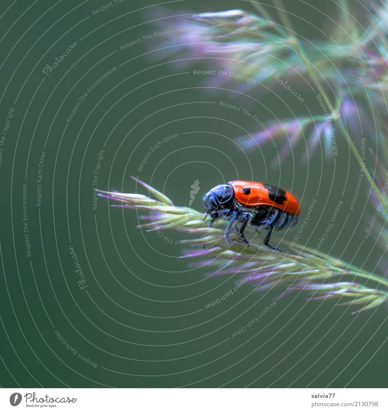 Karl der Käfer Umwelt Natur Pflanze Tier Sommer Gras Blüte Wiese Insekt 1 krabbeln klein niedlich oben grün rot schwarz Perspektive Wege & Pfade Kontrast
