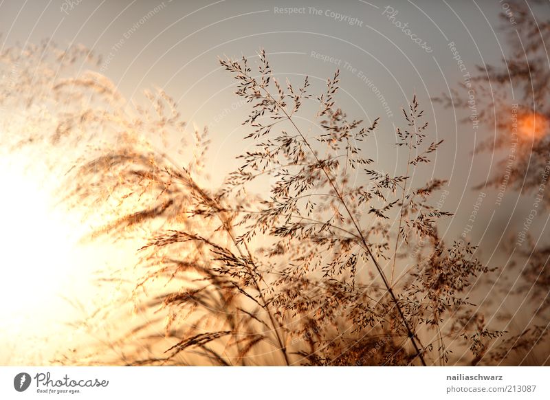 Sommerabend Umwelt Natur Landschaft Pflanze Sonne Sonnenaufgang Sonnenuntergang Sonnenlicht Klima Wetter Schönes Wetter Gras ästhetisch Wärme braun gelb gold