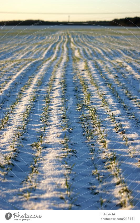 Winteracker Schnee Umwelt Natur Landschaft Pflanze Erde Horizont Klima Wetter Schönes Wetter Eis Frost Nutzpflanze Feld schön blau weiß Wege & Pfade Trieb