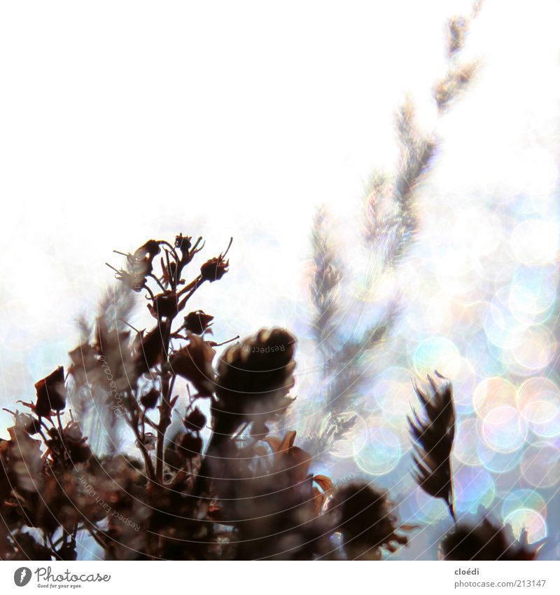 stimmung i Natur Pflanze Eis Frost Blume Blühend glänzend leuchten Wachstum kalt trocken blau braun grau weiß Vergänglichkeit mehrfarbig Textfreiraum oben Licht