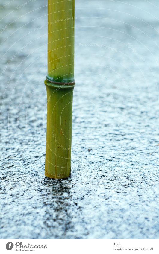 verwurzelt Umwelt Natur Wasser Sommer schlechtes Wetter Regen Pflanze Wildpflanze exotisch Bambus Bambusrohr stehen Wachstum dünn nass natürlich rund grün Boden