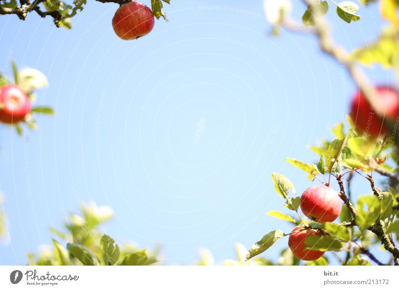 APFELKRANZ Lebensmittel Frucht Apfel Ernährung Bioprodukte Gesundheit Gesunde Ernährung Natur Pflanze Himmel Schönes Wetter frisch blau Apfelbaum Apfelernte