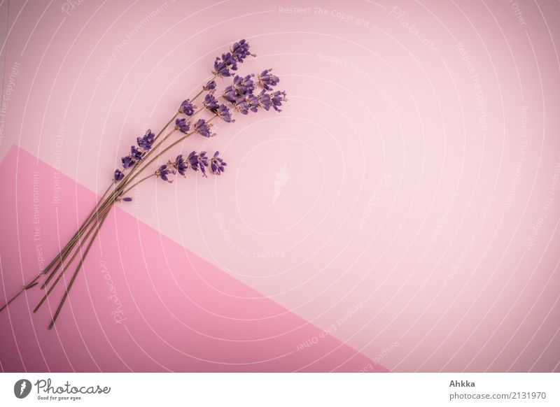 Lavendel-Strauß auf pink-rosa Untergrund schön Kosmetik Gesundheit harmonisch Zufriedenheit Meditation Duft Dekoration & Verzierung Valentinstag Muttertag