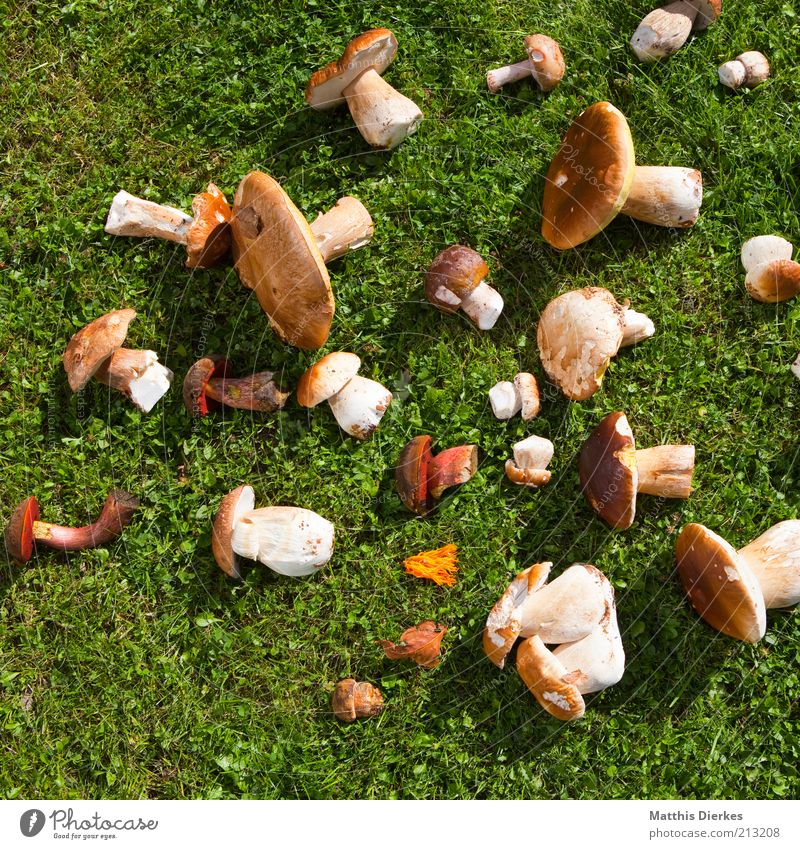 Pilze Lebensmittel Ernährung Bioprodukte Vegetarische Ernährung ästhetisch Steinpilze Hallimasch Ernte Sammlung Farbfoto Außenaufnahme Menschenleer Tag