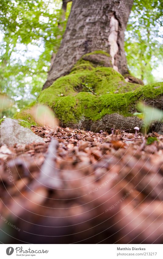 Baum Umwelt Natur Sommer Herbst Klima Klimawandel Schönes Wetter Moos Wald ästhetisch braun grau grün Baumstamm Moosteppich Froschperspektive Waldboden