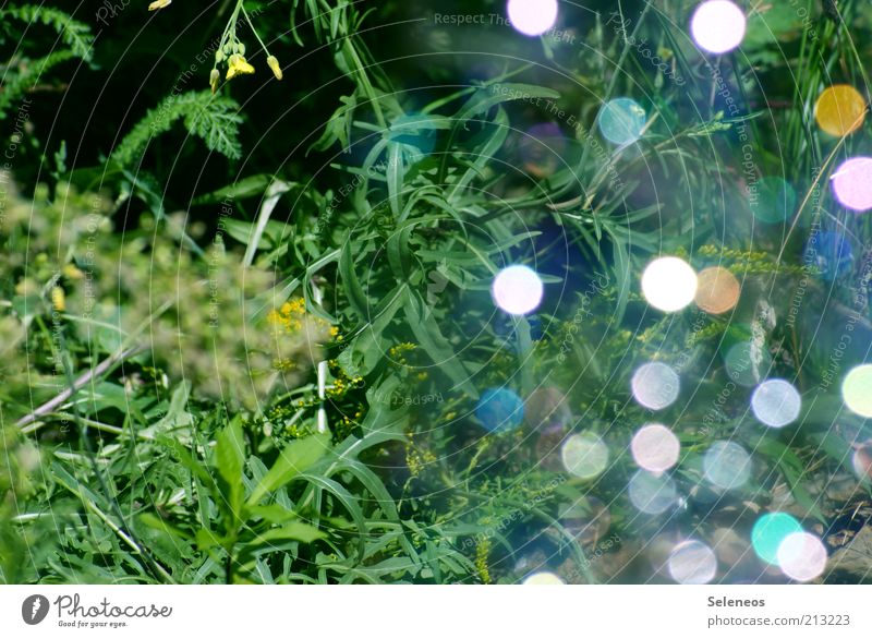 bubble bokeh II Sommer Umwelt Natur Pflanze Gras glänzend leuchten mehrfarbig Unschärfe Seifenblase Farbfoto Außenaufnahme Tag Lichtspiel Reflexion & Spiegelung
