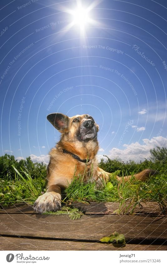 Sonne auf den Pelz. Himmel Sommer Schönes Wetter Tier Haustier Hund 1 Wärme blau Erholung Fell Schnauze Hundekopf Gegenlicht liegen Wiese Hundeschnauze Farbfoto