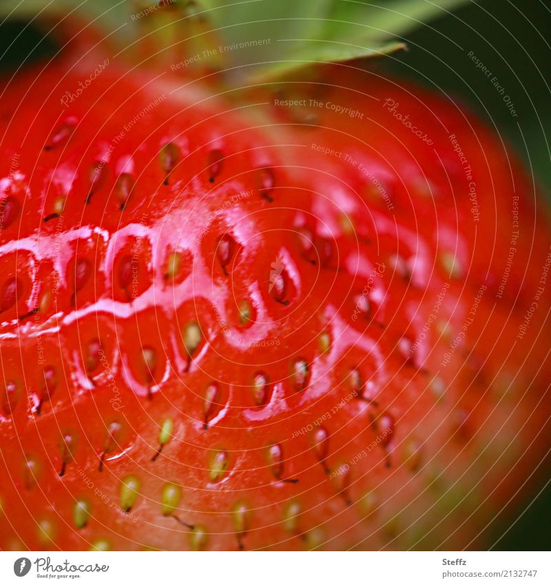 rote Erdbeere ganz nah Frucht Saisonfrucht Gartenerdbeere Fragaria Rosiden Sommerfrucht Gartenfrucht Sammelnussfrucht wohlschmeckend süß essbar schmackhaft