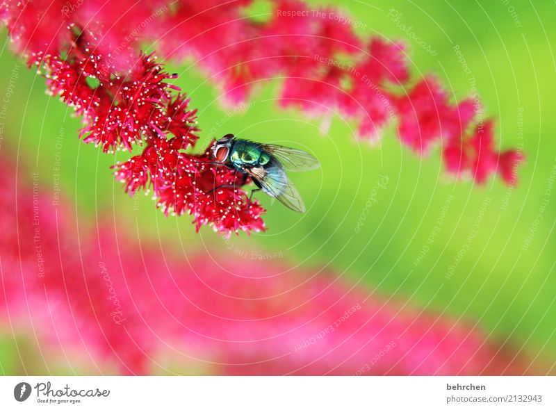 unscheinbares detail | fliege auf spiere Natur Pflanze Tier Sommer Blume Blatt Blüte Prachtspiere Garten Park Wiese Wildtier Fliege Tiergesicht Flügel 1