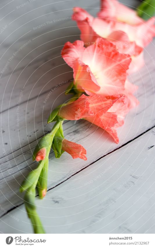 Blumenliebe Gladiolen Blüte hell Holzfußboden weiß grün rosa lachsfarben Natur