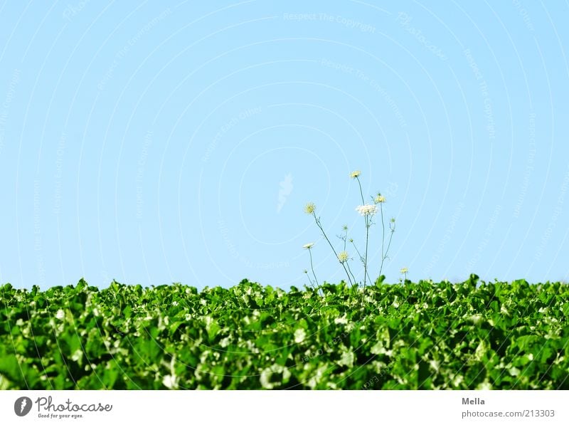 Alles Gute! Pflanze Wildpflanze Feld Wachstum blau grün Farbfoto mehrfarbig Außenaufnahme Menschenleer Textfreiraum oben Tag Textfreiraum Mitte