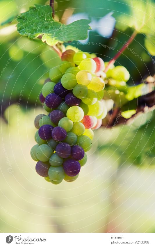Trauben Frucht Bioprodukte Natur Pflanze Nutzpflanze Wein Weintrauben Weinbau Weinblatt Weinlese Wachstum authentisch frisch Gesundheit lecker natürlich rund