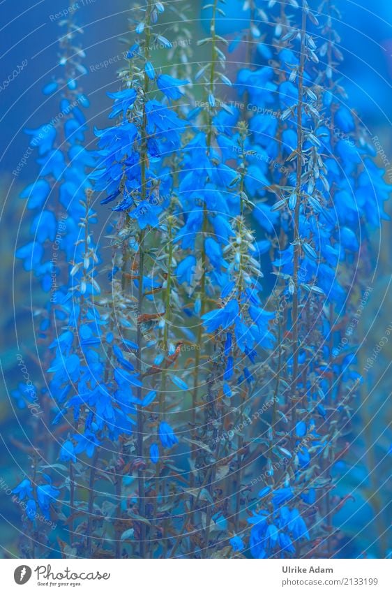 Blue elegant Stil Design Leben einrichten Dekoration & Verzierung Tapete Natur Pflanze Sommer Blume Blüte Stauden Glockenblume Garten Park Blühend leuchten blau