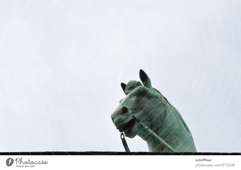 Tellerrandgucker I Sehenswürdigkeit Wahrzeichen Brandenburger Tor Tier Pferd ästhetisch einzeln Pferdekopf Neugier Himmel hoch Denkmal Quadriga Detailaufnahme