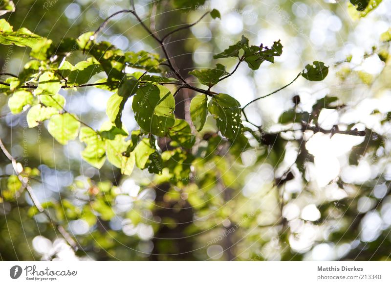 Letzter Sommertag Umwelt Natur Pflanze Herbst Wetter Schönes Wetter Baum Blatt ästhetisch grün Blätterdach Buche Farbfoto Nahaufnahme Detailaufnahme