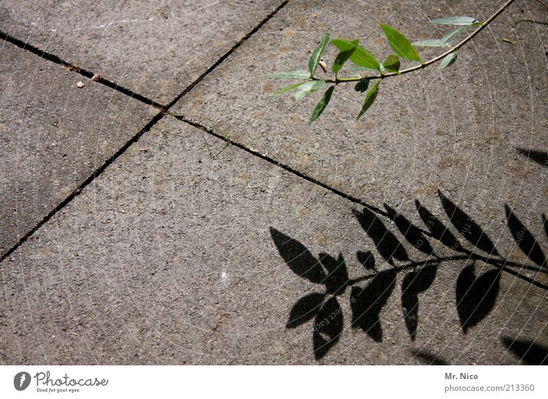 schattengewächs Pflanze Blatt grau grün Betonboden Steinplatten X Wachstum Pflanzenteile Botanik Schattenpflanze Natur trist Menschenleer Steinboden Fuge