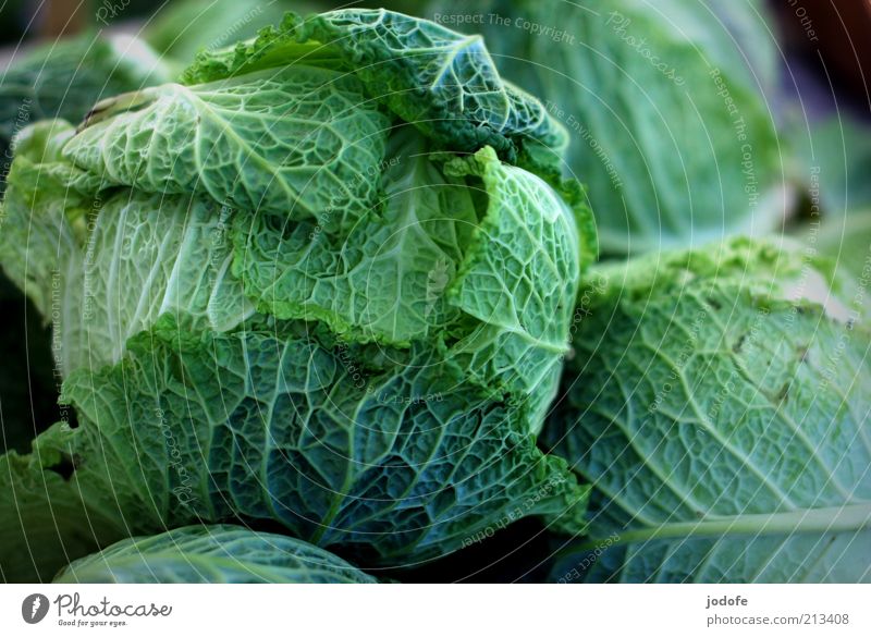 Wirsing Lebensmittel Gemüse grün Kohl Vegetarische Ernährung pflanzlich Kohlgewächse mehrere Farbfoto mehrfarbig Außenaufnahme Menschenleer Tag Licht Schatten