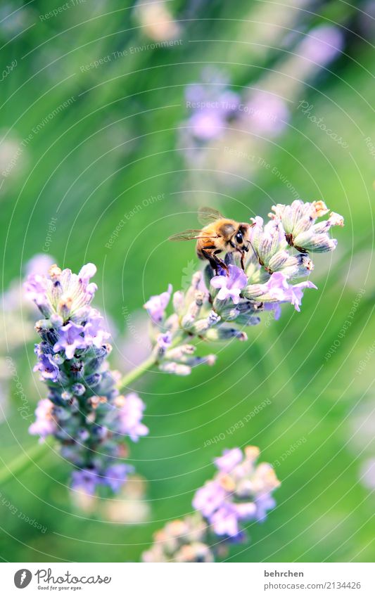 letzter sommertag... Natur Pflanze Tier Sommer Schönes Wetter Blume Blatt Blüte Lavendel Garten Park Wiese Wildtier Biene Tiergesicht Flügel Blühend Duft