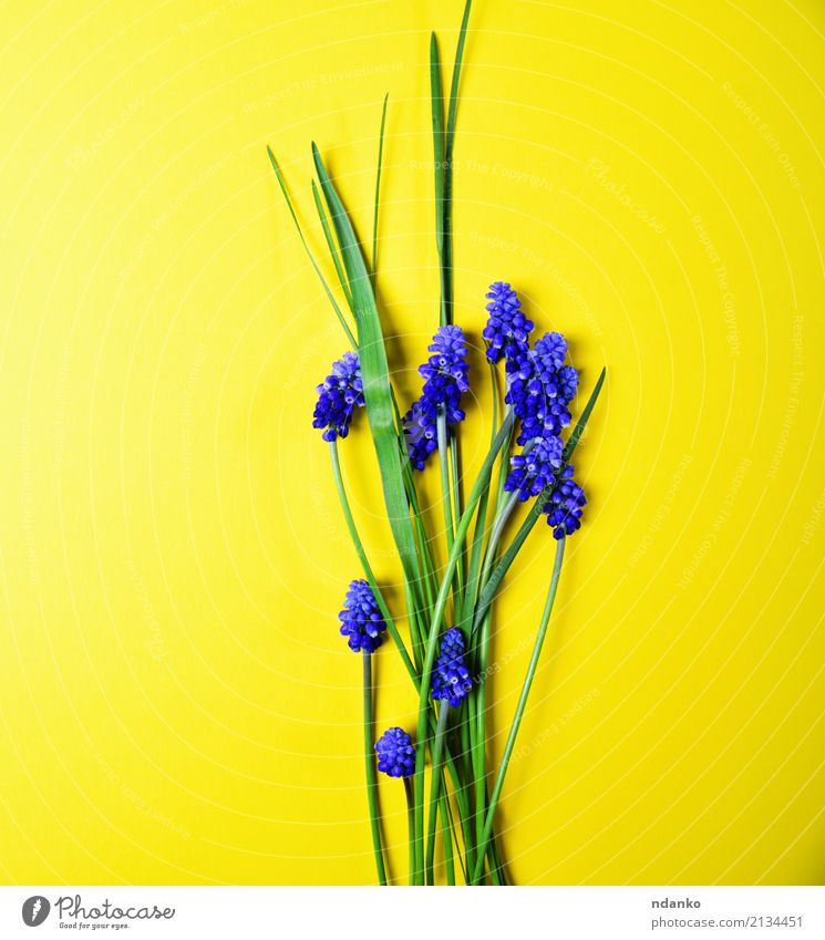 Gelber Hintergrund mit blauen Blumen schön Sommer Garten Dekoration & Verzierung Natur Pflanze Blatt Blüte Blumenstrauß frisch hell natürlich gelb grün
