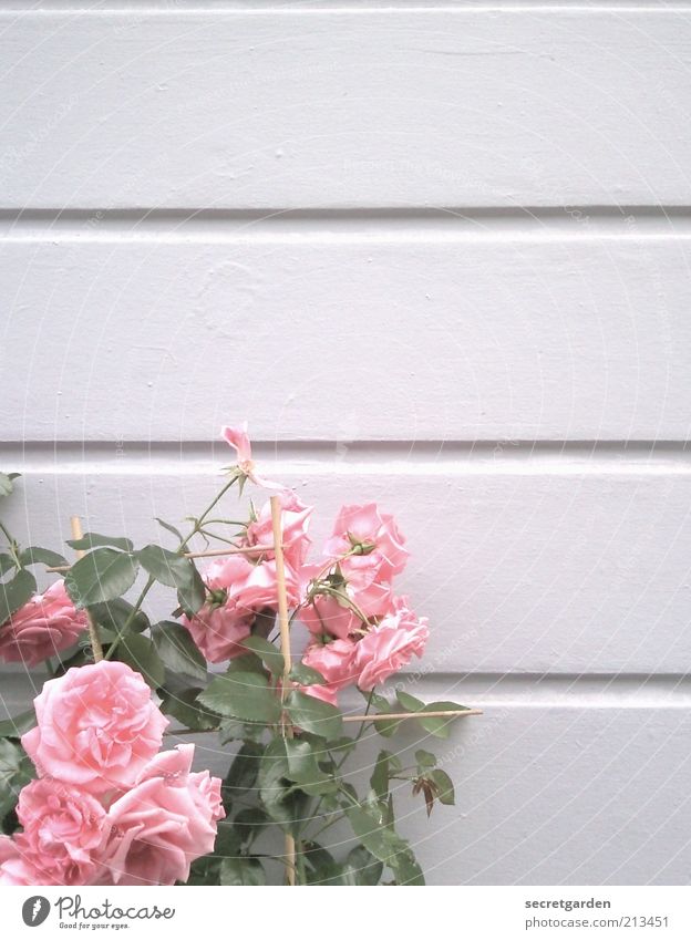 rosegarden. Pflanze Frühling Blume Rose Linie Duft schön rosa weiß Gefühle Vergänglichkeit Wachstum Wandel & Veränderung hell horizontal bleich Farbfoto