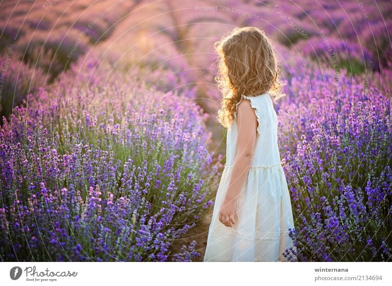 Lavendel goldenes Licht abgelegt Mädchen 1 Mensch 3-8 Jahre Kind Kindheit Umwelt Sonnenlicht Sommer Feld Kleid blond Locken Blick stehen träumen warten