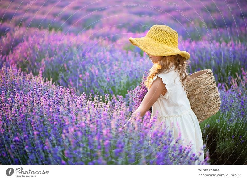 Kleiner gelber Hut Mensch Mädchen 1 3-8 Jahre Kind Kindheit Umwelt Natur Schönes Wetter Lavendel Feld Lavendelfeld Kleid Tasche blond frei Fröhlichkeit