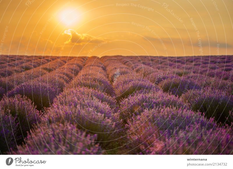 Lavendelfeld Umwelt Natur Landschaft Erde Himmel Wolken Sonne Sonnenaufgang Sonnenuntergang Sommer Feld mehrfarbig gelb gold violett Warmherzigkeit Zusammensein