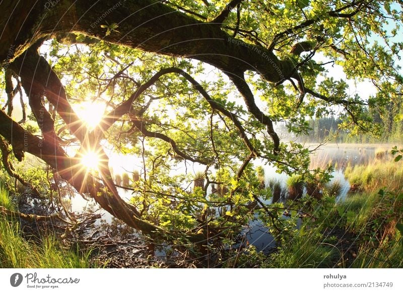 goldene Sonnenstrahlen durch Eichenäste und -blätter Sommer Natur Landschaft Sonnenaufgang Sonnenuntergang Sonnenlicht Frühling Schönes Wetter Nebel Baum Blatt