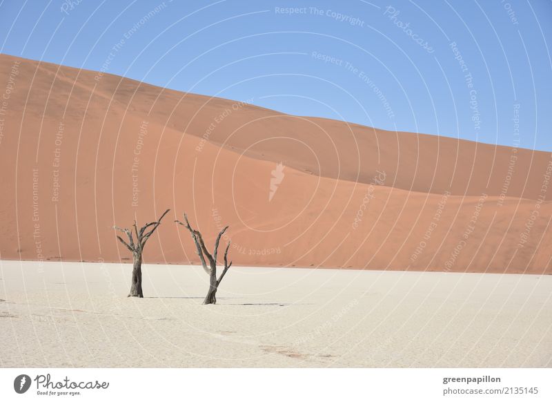 Todestal - Dead Vlei - Sossusvlei - Namibia Natur Landschaft Erde Sand Baum Wüste Düne dehydrieren wandern trist trocken blau gold rot weiß Tourismus