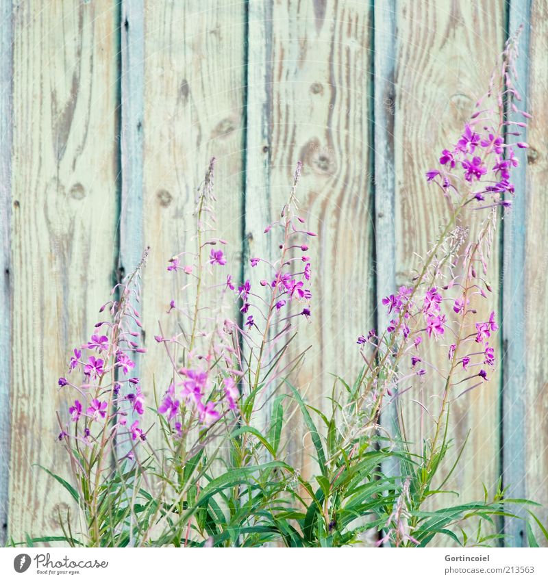 Spätsommer Umwelt Natur Pflanze Sommer Blume Blüte schön violett rosa Blütenpflanze Holzwand Farbfoto Außenaufnahme Textfreiraum oben Menschenleer