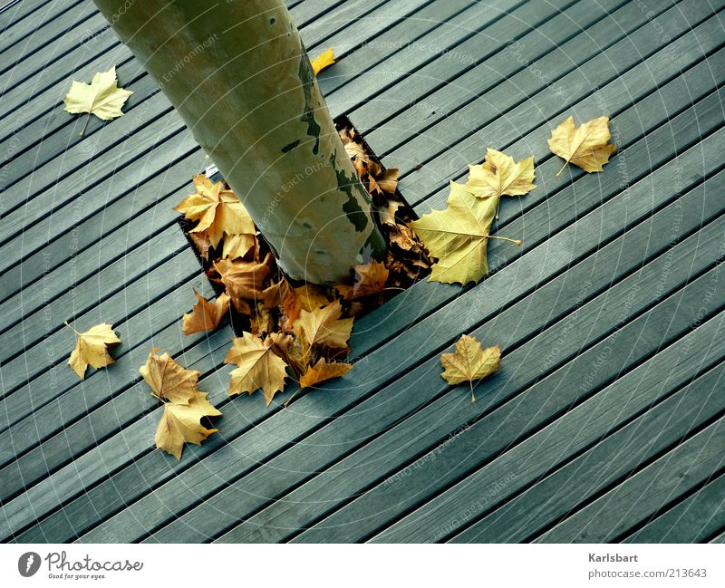 stars. stripes. Lifestyle Leben Umwelt Natur Herbst Schönes Wetter Baum Blatt Ahorn Ahornblatt Boden Wege & Pfade Holz Linie Streifen Vergänglichkeit
