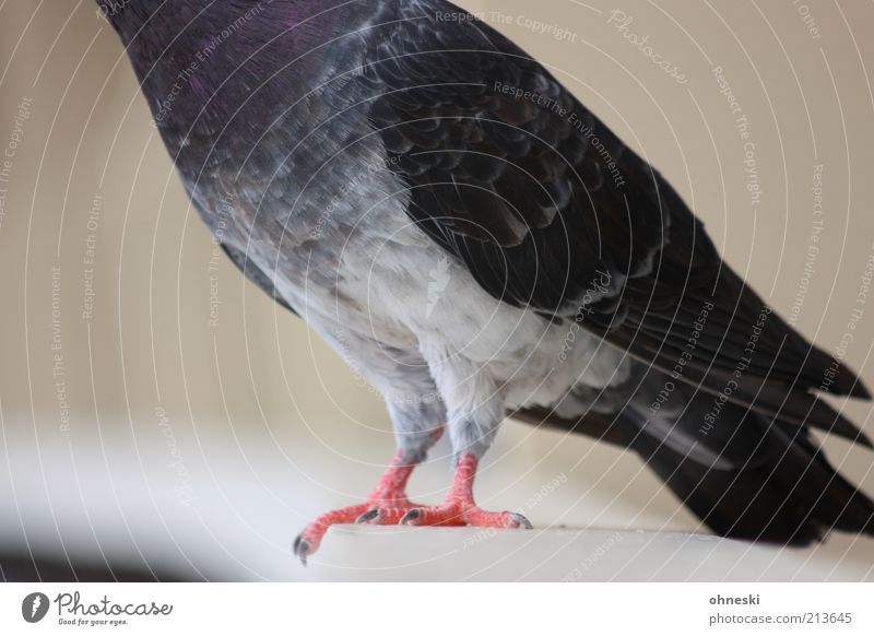 Kopflos Tier Vogel Taube Krallen 1 nah kopflos Farbfoto Tierporträt gefiedert Feder grau