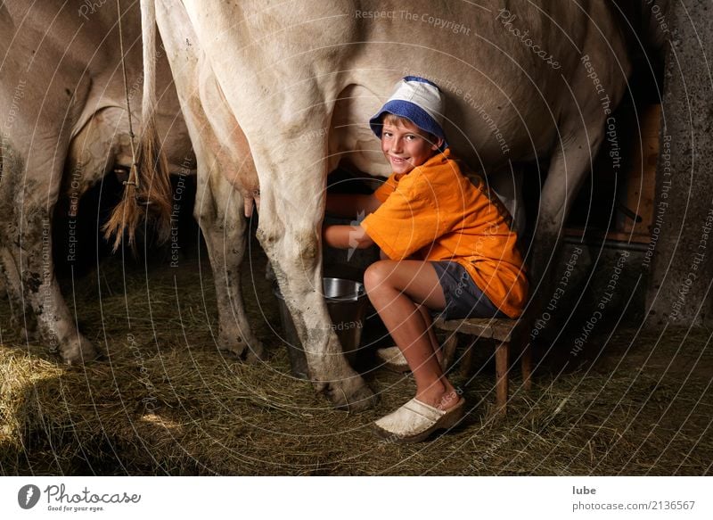 Frischmilchproduktion Käse Milcherzeugnisse Arbeitsplatz Landwirtschaft Forstwirtschaft Junge Tier Kuh Lächeln melken melker Bregenzerwald Stall viehstall
