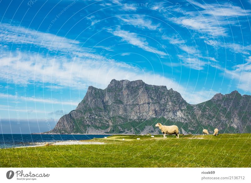 Utakleiv Beach auf den Lofoten in Norwegen Erholung Ferien & Urlaub & Reisen Strand Meer Berge u. Gebirge Natur Landschaft Wasser Wolken Gras Wiese Felsen