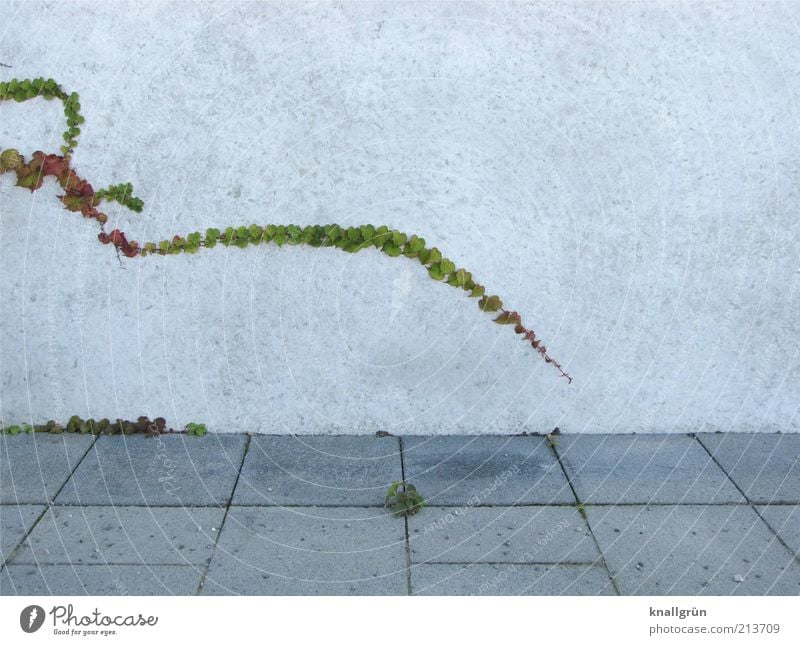 Tentakel Pflanze Efeu Grünpflanze Mauer Wand lang grau grün weiß Natur kleben ausbreiten Bodenplatten Bürgersteig Kletterpflanzen Mauerritze Farbfoto