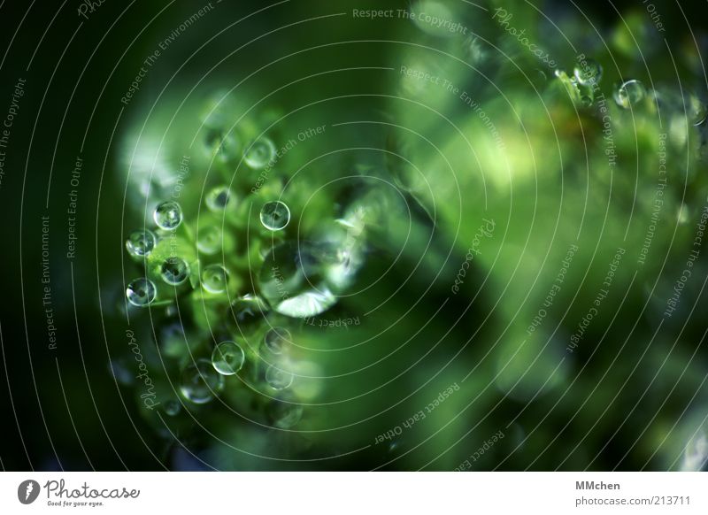 wir sehen dich Natur Wasser Wassertropfen Pflanze Wildpflanze leuchten frisch grün Tau Kugel Farbfoto Außenaufnahme Makroaufnahme Textfreiraum rechts