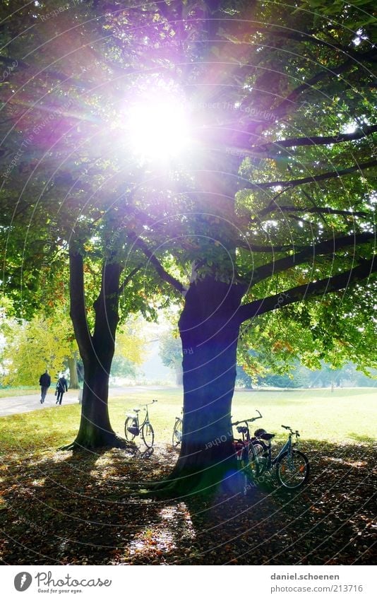 Spätsommersonne Freizeit & Hobby Ausflug Fahrradtour Sommer Sonne Klima Schönes Wetter Baum Park Wiese hell grün Licht Schatten Sonnenlicht Sonnenstrahlen