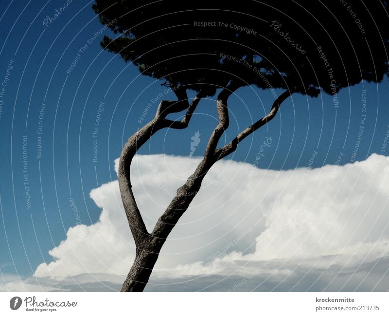 windschief Umwelt Natur Pflanze Himmel Wolken Sommer Baum Pinie blau Toskana Italien Ast Baumstamm Baumkrone Ferien & Urlaub & Reisen Reisefotografie