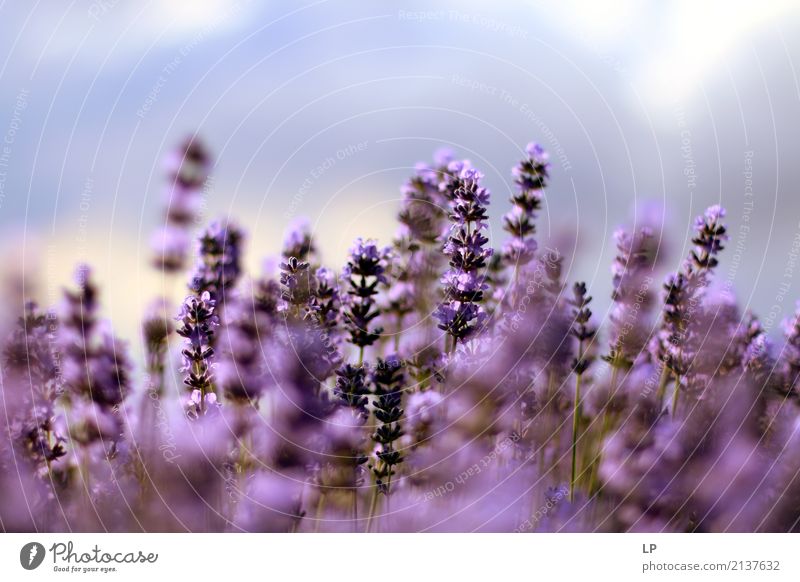 Lavendel bei Sonnenaufgang Lifestyle Freude Gesundheit Alternativmedizin Wellness Leben harmonisch Wohlgefühl Zufriedenheit Sinnesorgane Erholung ruhig