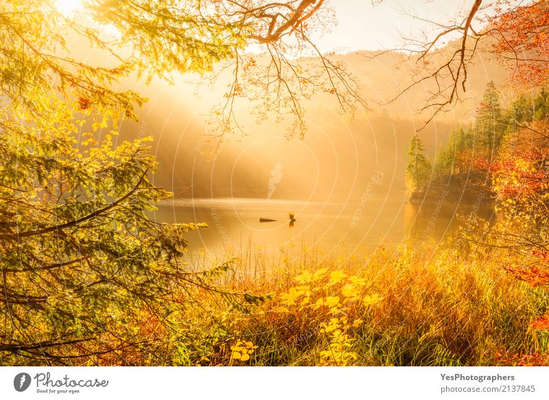 Sonnenstrahlen und Herbst Natur Berge u. Gebirge Landschaft Sonnenlicht Nebel Wärme Baum Blatt Wald See Denken träumen Glück hell natürlich mehrfarbig gelb gold