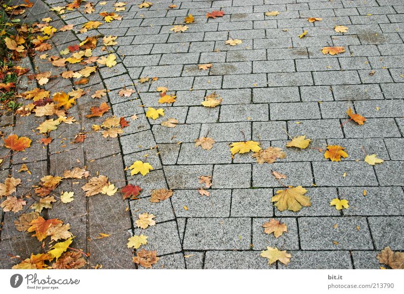 Grau-Gelb Kariert Natur Herbst Wind Blatt gelb Herbstlaub herbstlich Ahornblatt fallen liegen Steinplatten Steinboden grau Stimmung trist Linie eckig Boden